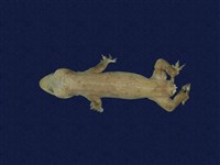 藏品(蝎虎)的圖片